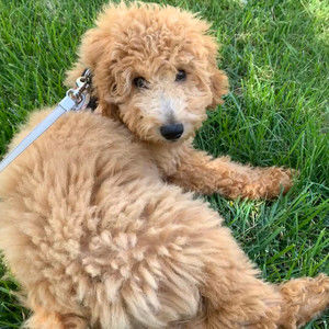 Meet your Posher, Natalie